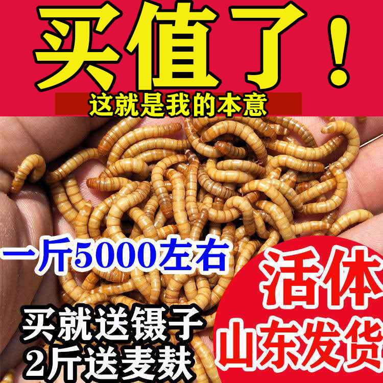 面包虫活体 黄粉虫活虫 鹦鹉鱼爬虫/鸣虫食物