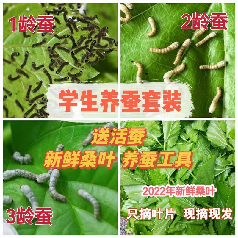 蚕宝宝套装活体饲料箱桑叶养蚕食物学生养蚕七彩金丝蚕蚕卵包邮