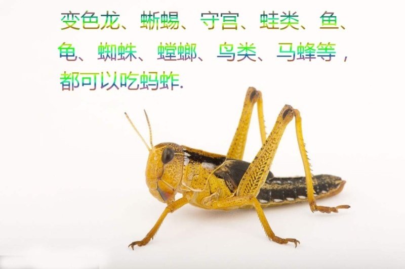 活体蚂蚱活虫蝗虫蚱蜢画眉鸟爬虫龟宠物蜂饲料鸟活食新鲜食物飞蝗,宠物/宠物食品及用品,爬虫/鸣虫食物,淘宝优惠券,粉丝福利购,淘宝优惠卷