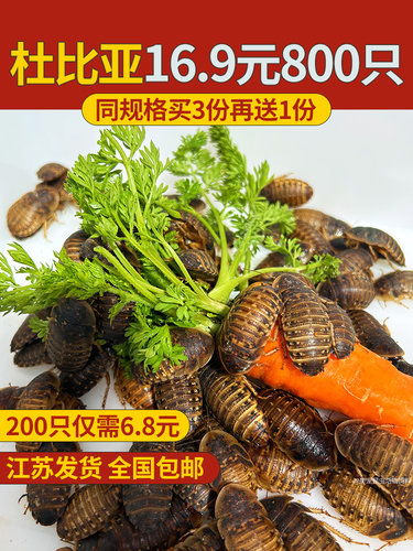 杜比亚蟑螂 昆虫 爬宠 活饵 饲料