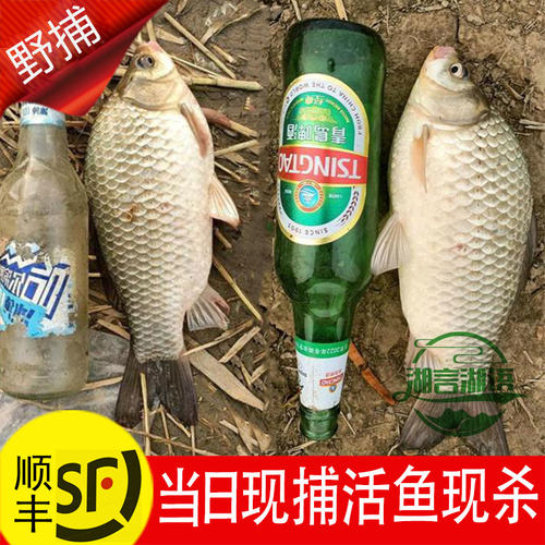 一斤多一条大鲫鱼自然生长原生态
