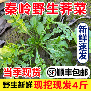 秦岭野生荠菜现挖新鲜地丁菜芥菜应季蔬菜陕西野菜饺子馅顺丰包邮