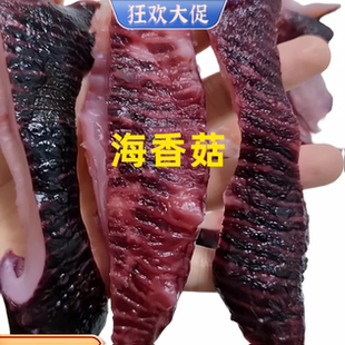 商用海香菇新鲜冷冻酒店饭店特色菜海菇海底菇金海菇火锅食材批发