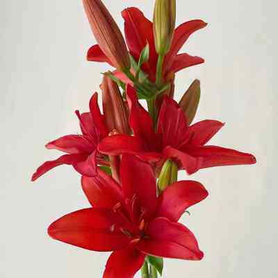 红宝石亚百合云南基地直发鲜切花办公室室内水养新鲜插花节日礼物