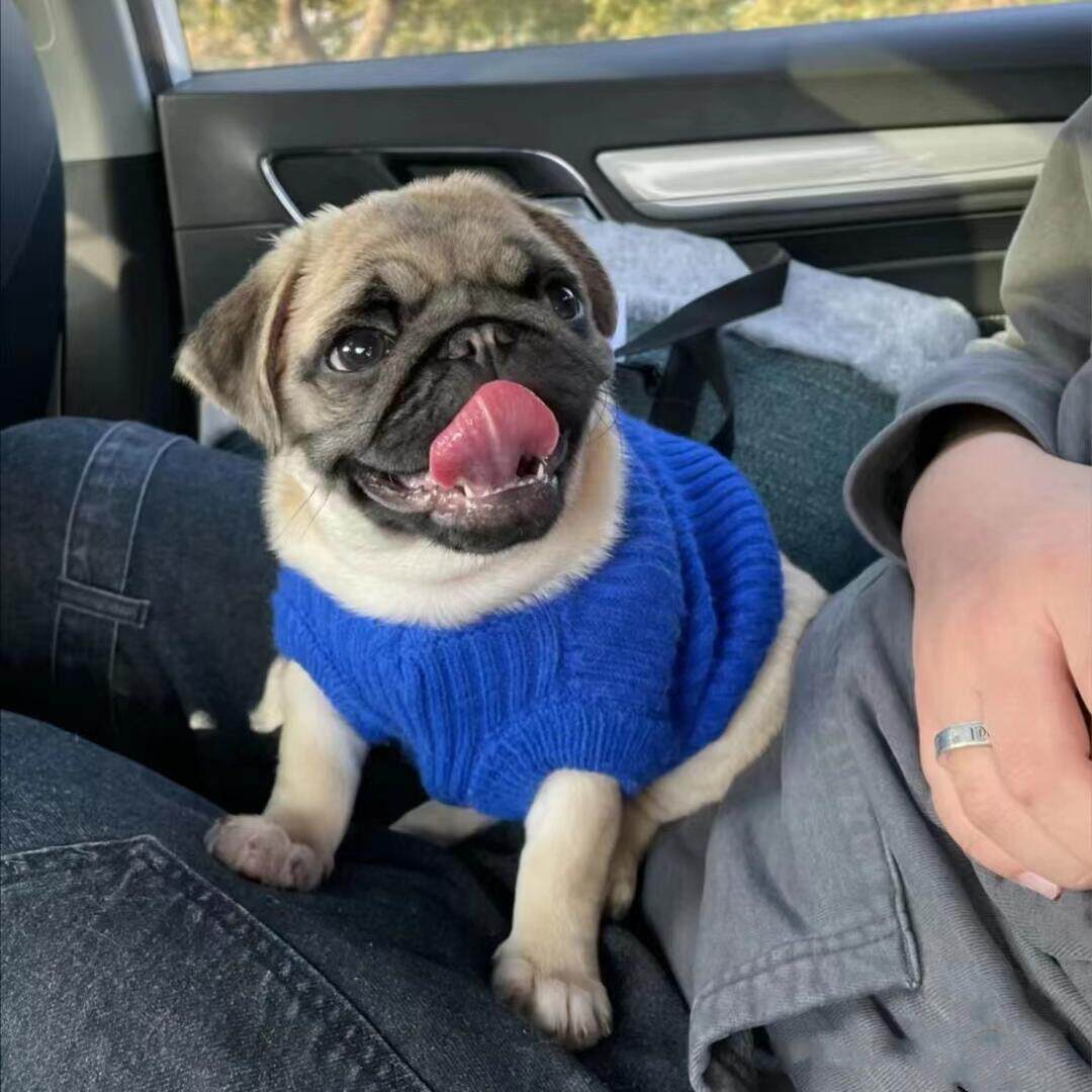 纯种巴哥犬幼犬小型黑脸哈巴狗鹰版八哥犬宠物狗活体幼崽血统犬舍