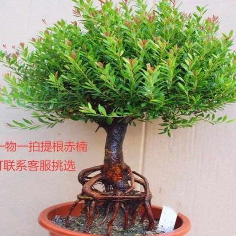 名贵小叶赤楠盆景s型瓜子红芽赤楠提根老桩新中式禅意木本绿植