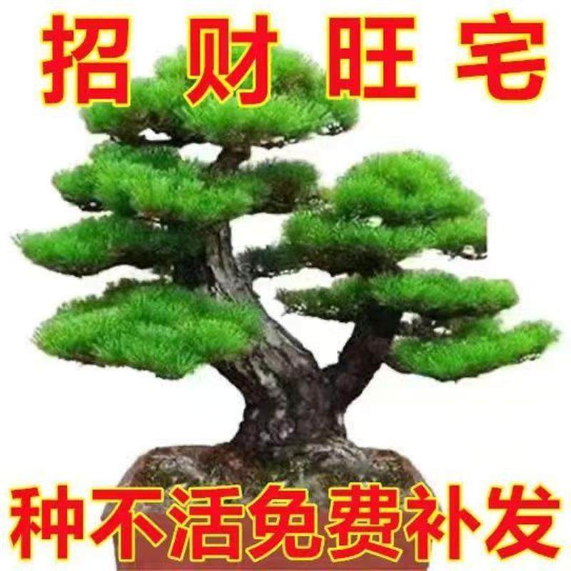 花盆空气入户迎客松办公桌美观真树罗汉真盆景净化盆栽景观{松树,鲜花速递/花卉仿真/绿植园艺,绿植,淘宝优惠券,粉丝福利购,淘宝优惠卷