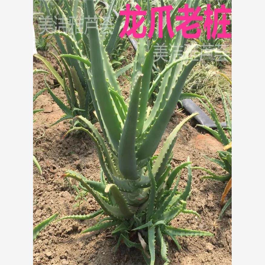 龙爪菊药用食用芦荟苗盆栽植物木立芦荟龙爪新鲜叶子叶片干花花苞