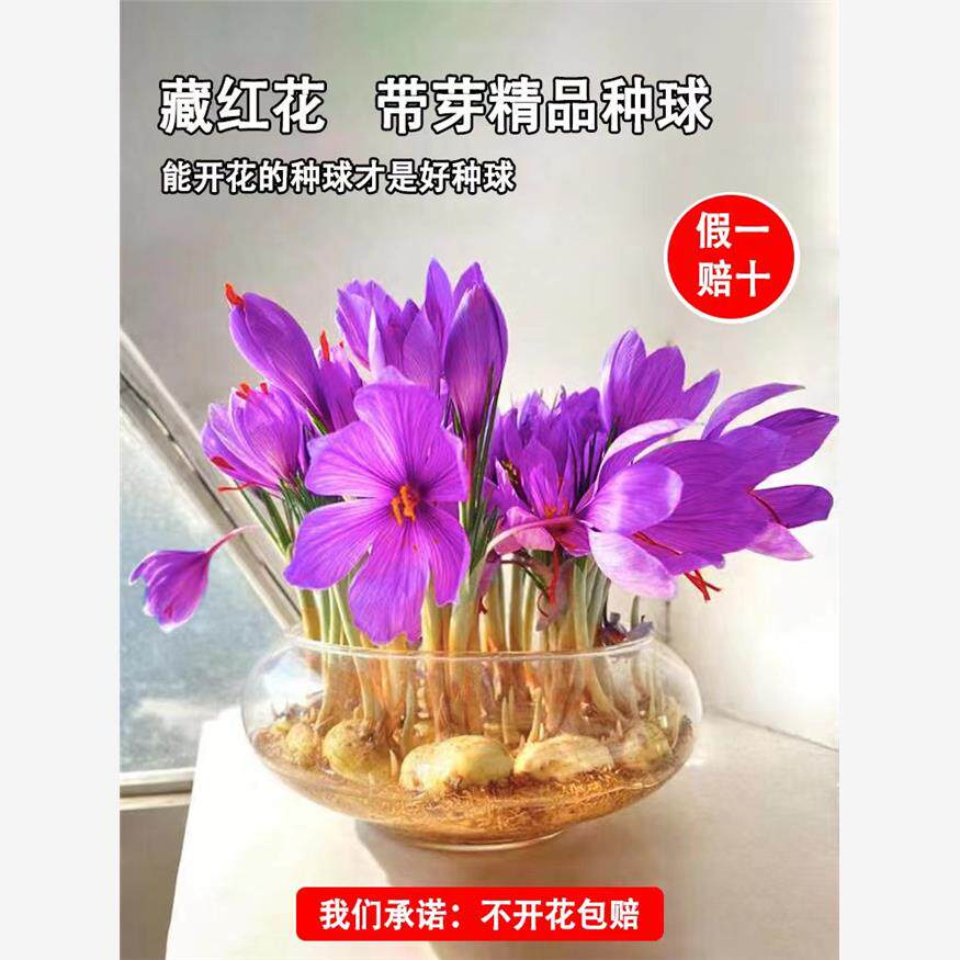 药用藏红花种球花种子西藏耐寒花卉苗西番红花室内盆栽植物四季开