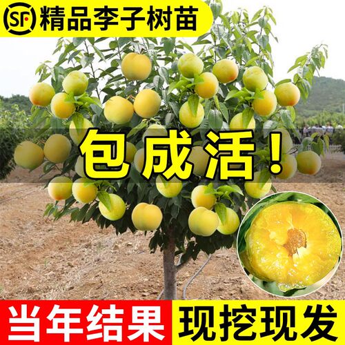 嫁接蜂糖李子树苗新品种