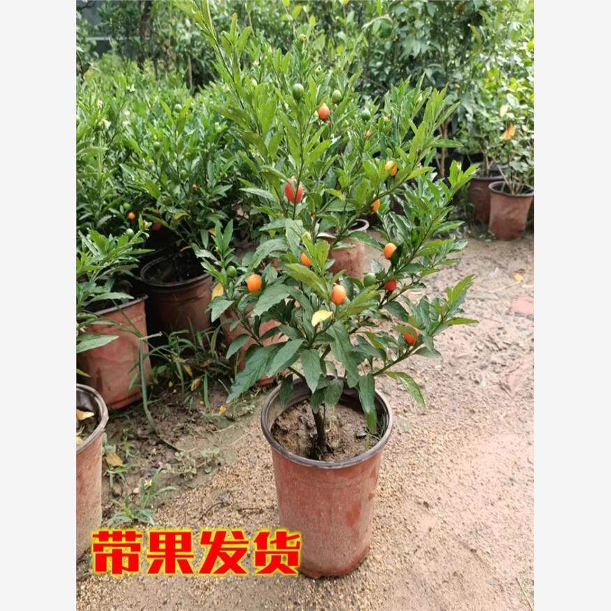 冬珊瑚四季果看樱桃开心