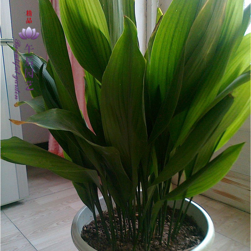 一叶兰盆栽 客厅室内水培观叶植物花卉 四季常青绿植盆景,鲜花速递/花卉仿真/绿植园艺,绿植,淘宝优惠券,粉丝福利购,淘宝优惠卷