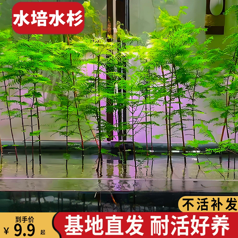 水杉水培造型盆景四季室