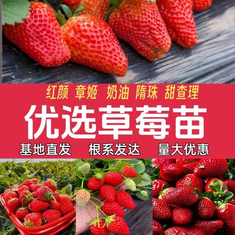 奶油草莓四季白草莓秧苗盆栽地栽阳台种植新苗当年结果红颜绿开花