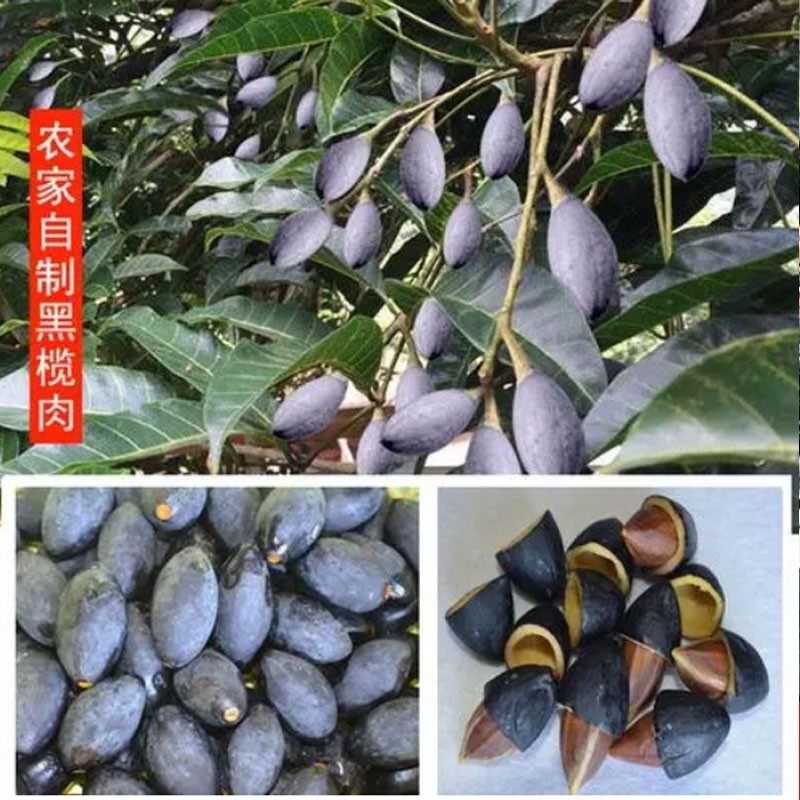 广西黑榄角乌榄角腌制咸菜下饭菜