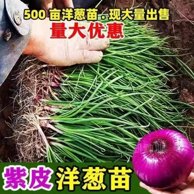 山东紫皮洋葱苗想种死都难耐寒