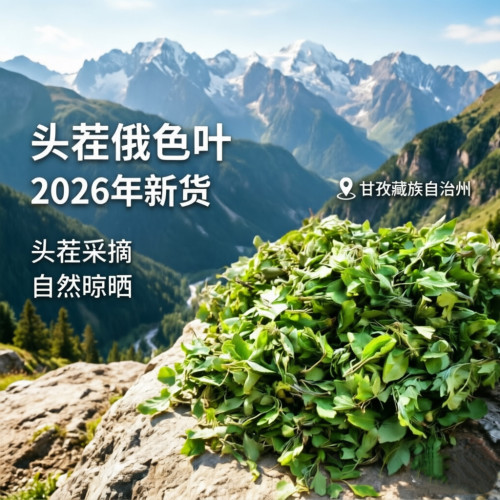 正品野生俄色叶甘孜炉霍俄色叶茶俄色叶干货今年新货无硫包邮安国