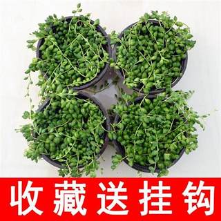 佛珠吊兰盆栽垂吊植物珍珠吊兰室内包邮情人泪多肉植物紫玄月植物