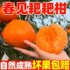 正宗四川春见耙耙柑新鲜应季 水果现摘皮薄多汁爽口细腻CJH
