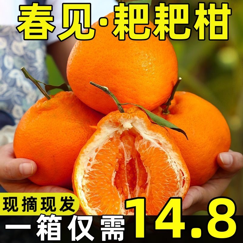 四川春见耙耙柑粑粑柑杷杷柑正宗水果新鲜9斤整箱当季丑甜桔橘子,水产肉类/新鲜蔬果/熟食,桔子,淘宝优惠券,粉丝福利购,淘宝优惠卷