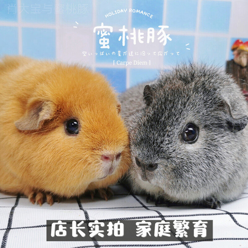 卷毛泰迪荷兰猪宝宝活体宠物豚鼠活物幼崽雕灰奶黄英短加州家养
