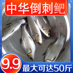 清波鱼苗淡水养殖四川稀有本地活物清板优中华倒刺鲃四大家鱼乌鳞