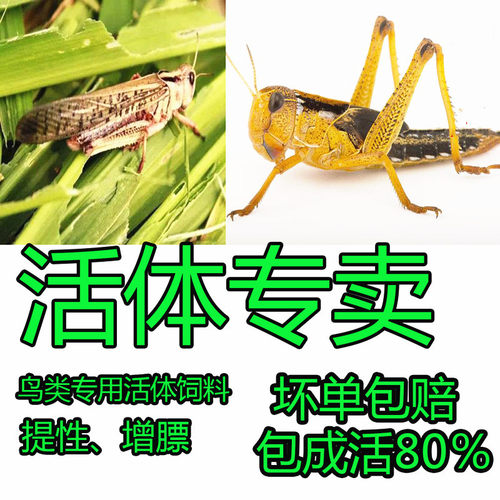 蚂蚱活虫新鲜油炸蚂蚱活体丁猛野生东亚飞蝗爬虫鸟食活虫鲜草养