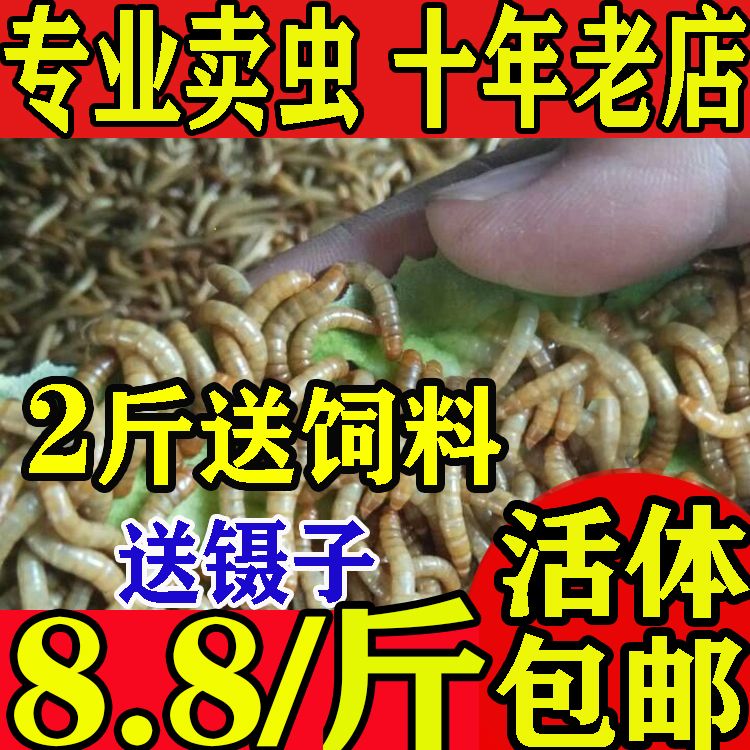 面包虫 活体 黄粉虫活虫 鹦鹉鱼 乌龟 金龙 鱼画眉鸟石蛙饲料包邮