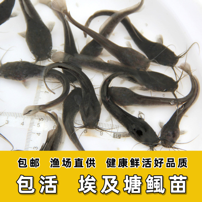 埃及塘鲺鱼苗 塘角鱼苗 胡子鲶鲶鱼苗 淡水养殖食用观赏鱼