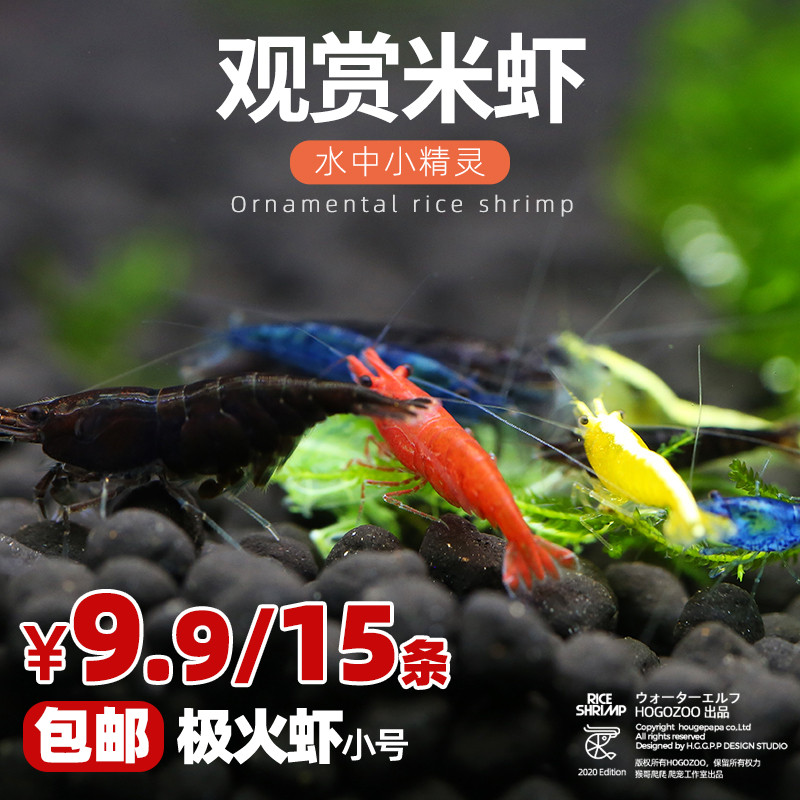 活体观赏虾除藻虾工具虾烤漆虾香吉士极火黄米黑巧克力黑壳琉璃虾