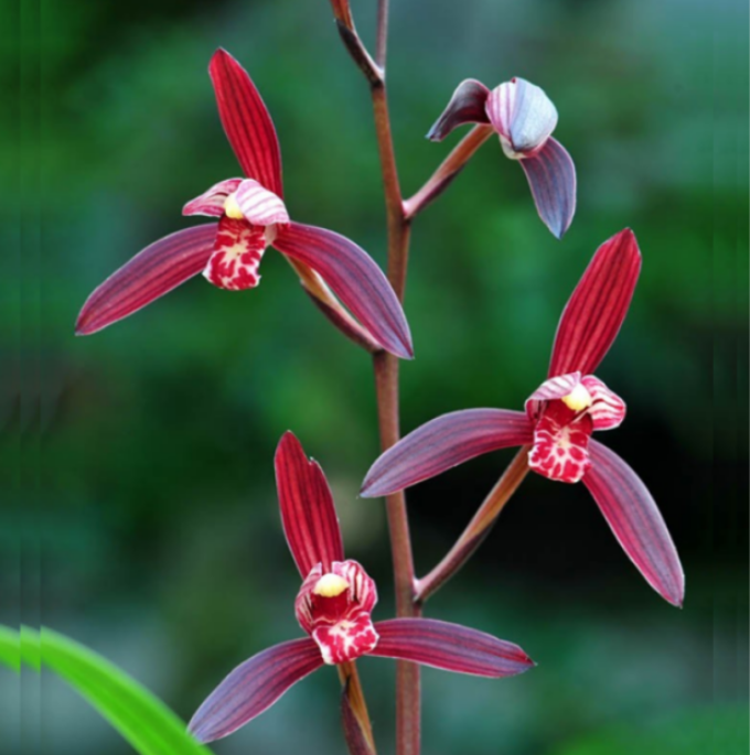 当年开花自然老种建兰【墨宝】兰花苗阳台浓香花卉绿植盆栽包邮