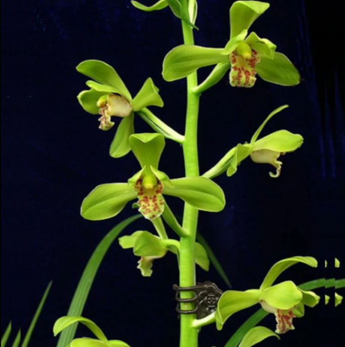 当年开花自然老种蕙兰【大一品】兰花苗阳台浓香花卉绿植盆栽包邮