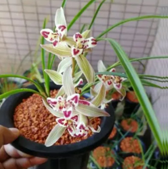 当年开花老种莲瓣兰【星光灿烂】兰花苗阳台浓香花卉绿植盆栽包邮