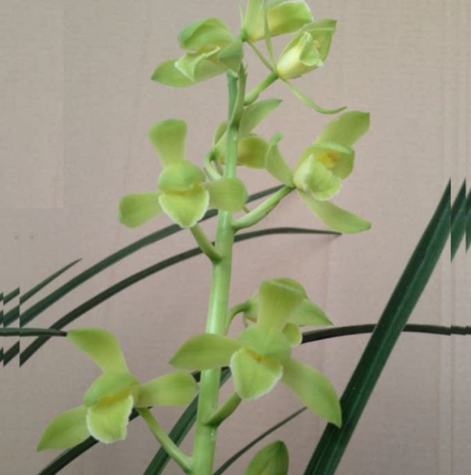 当年开花自然老种蕙兰【编钟素】兰花苗阳台浓香花卉绿植盆栽包邮