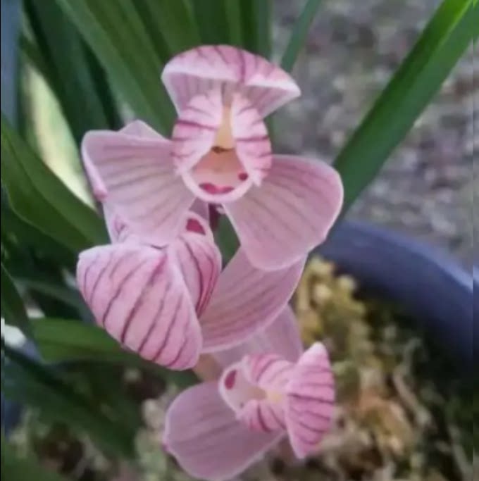 当年开花老种莲瓣兰【童面玲珑】兰花苗阳台浓香花卉绿植盆栽包邮