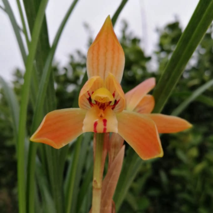 当年开花自然老种春兰【红双喜】兰花苗阳台浓香花卉绿植盆栽包邮
