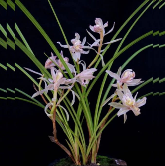 当年开花老种莲瓣兰【金沙树菊】兰花苗阳台浓香花卉绿植盆栽包邮