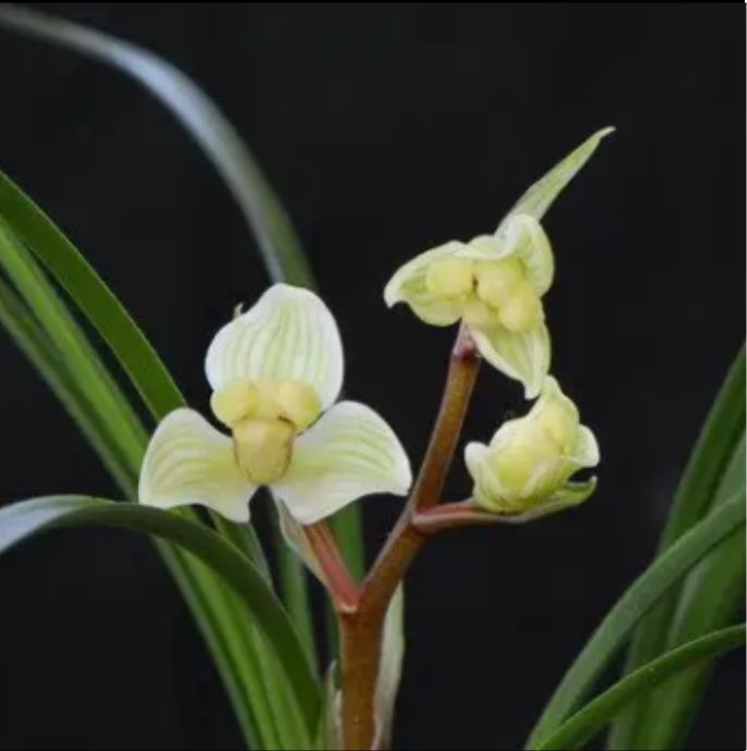 当年开花自然老种春剑【龙梅】兰花苗阳台浓香花卉绿植盆栽包邮