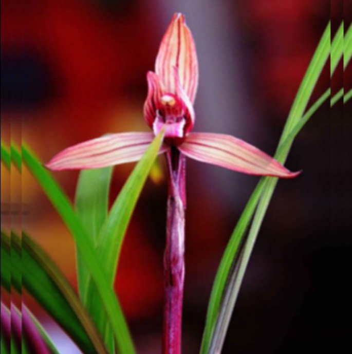 当年开花自然老种春兰【红玉素】兰花苗阳台浓香花卉绿植盆栽包邮