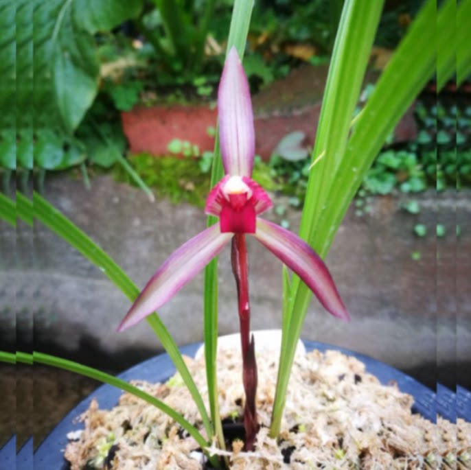 当年开花自然老种春兰【滇红素】兰花苗阳台浓香花卉绿植盆栽包邮