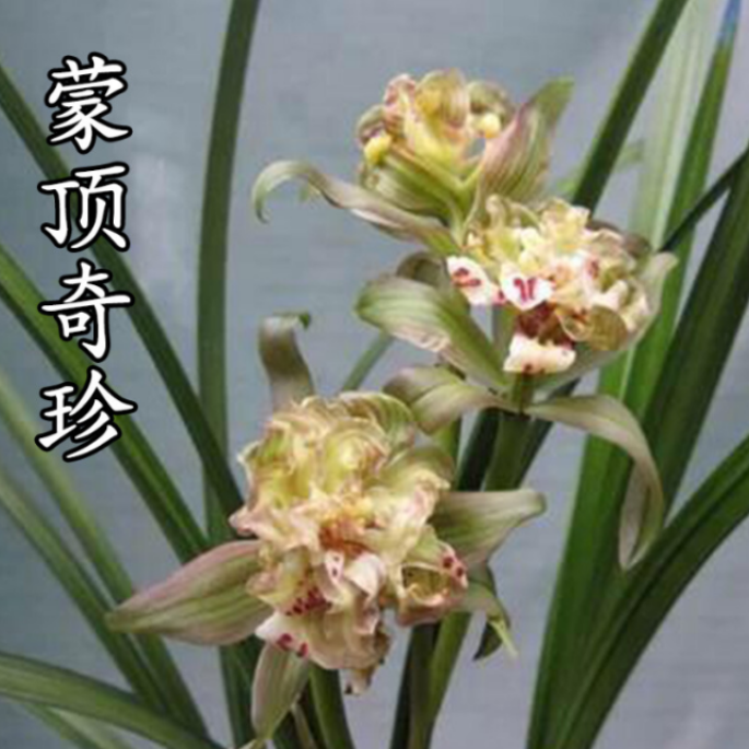 当年开花老种春剑【蒙顶奇珍】兰花苗阳台浓香花卉绿植盆栽包邮