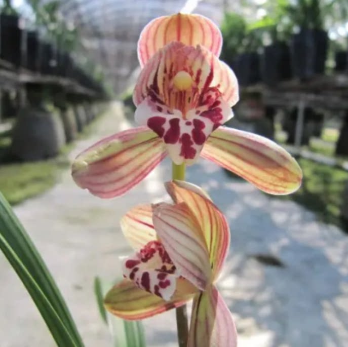 当年开花自然老种建兰【红君荷】兰花苗阳台浓香花卉绿植盆栽包邮