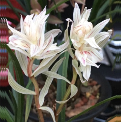 当年开花老种莲瓣兰【凤舞九天】兰花苗阳台浓香花卉绿植盆栽包邮