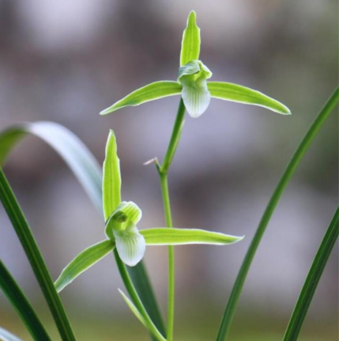 当年开花自然老种寒兰【素心】兰花苗阳台浓香花卉绿植盆栽包邮
