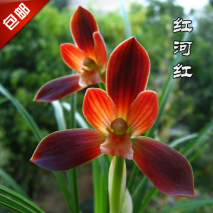 当年开花老种豆瓣兰【红河红】兰花苗阳台浓香花卉绿植盆栽包邮