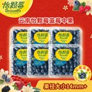 酸甜 包邮 详情领优惠 s云南怡颗莓蓝莓孕妇新鲜水果顺丰 Driscoll