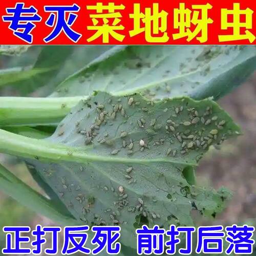 70%吡虫啉农药杀虫剂蚜虫蚍虫啉呲林哔蚜虫灵打虫药吡虫啉杀虫剂