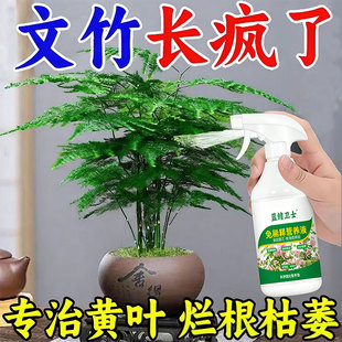 【四季爆芽】文竹专用肥营养液治叶子发黄枯瘦干尖烂根落叶促生长