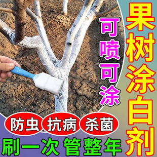 树木涂白剂果树刷白防虫蚀防冻霜大树干防寒防日灼石灰粉可喷可涂