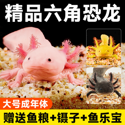 六角恐龙鱼蝾螈宠物鱼活体冷水鱼淡水观赏鱼美西螈好养易活网红鱼